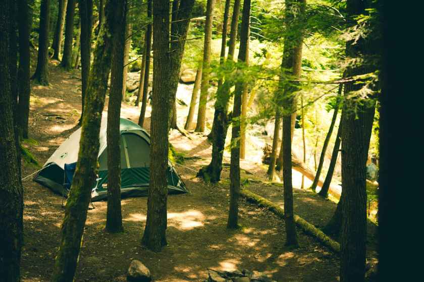 forest trees adventure tent