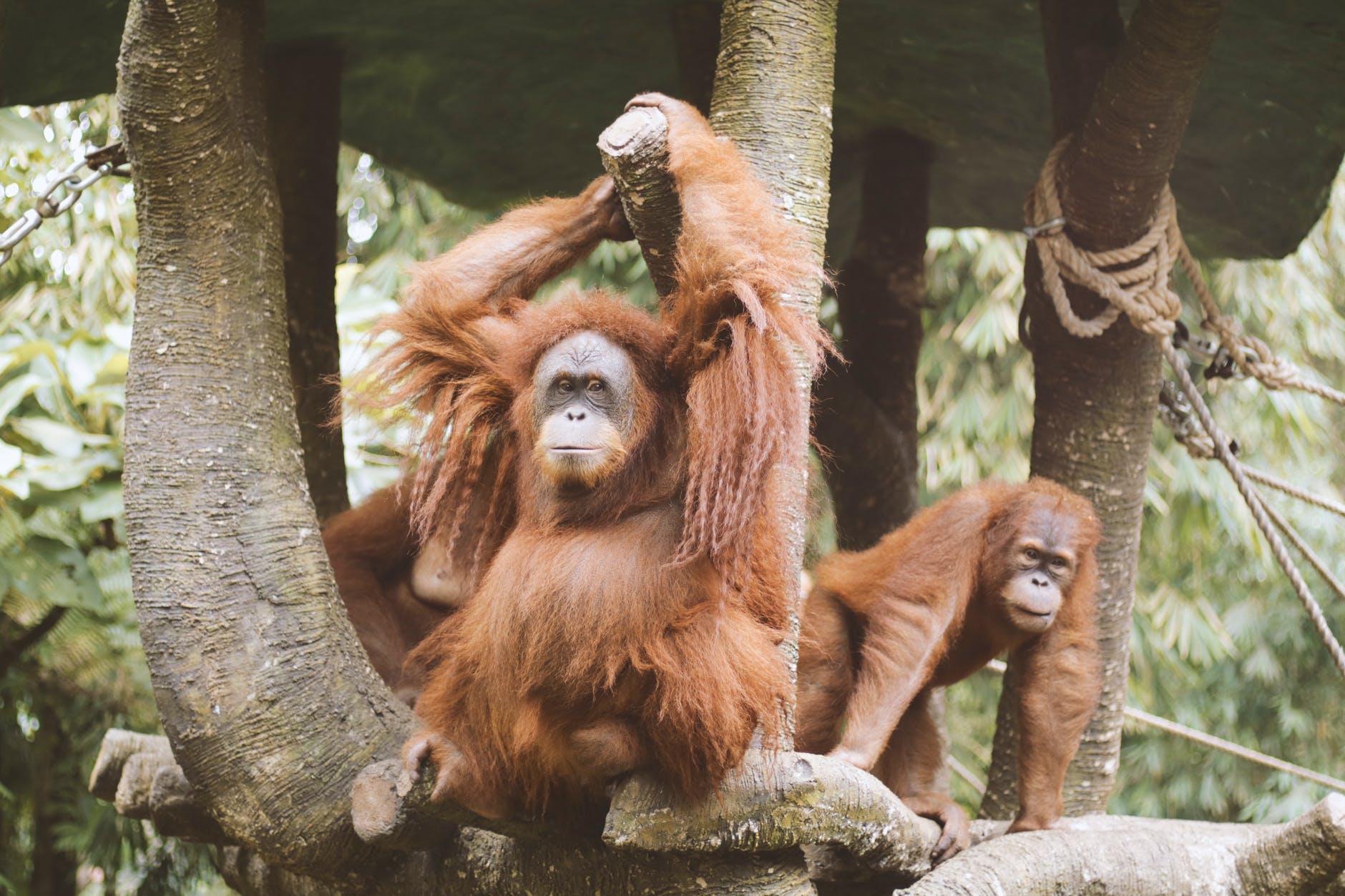 group of orangutan