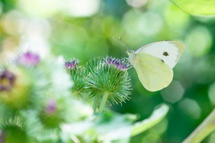 cabbage white butterfly perching on purple flower in selective focus photography